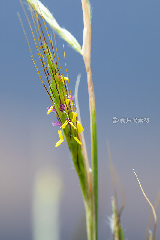 开花禾本科- Bromus vulgaris?